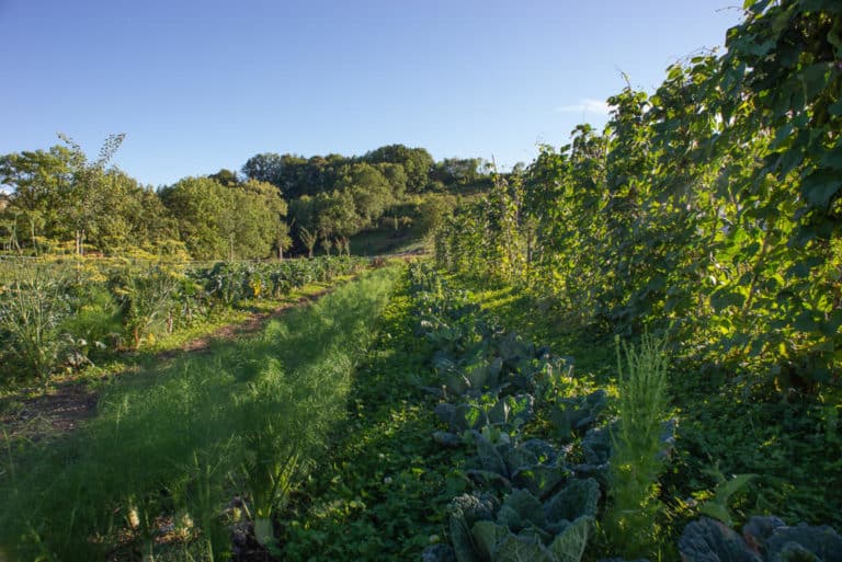 La biodiversité en Suisse : état et enjeux