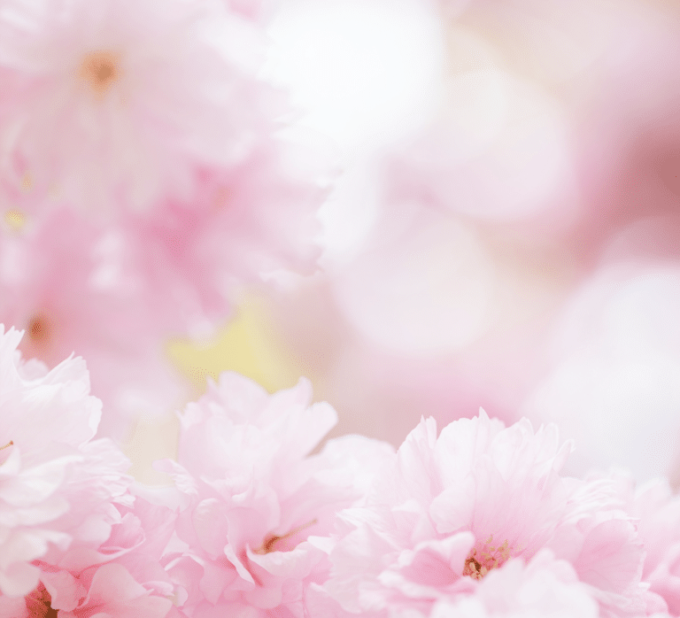 fleurs roses au printemps